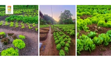 Chácara Mayara Agro Verde | Cachoeirinha | RP-UPSR-0081